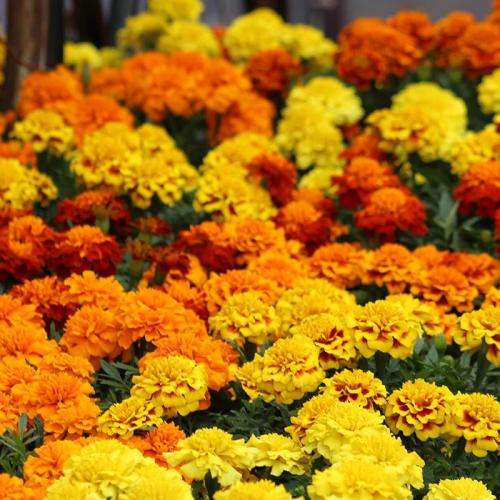 Marigold Mix Seeds (more than 50 seeds) READ DESCRIPTION