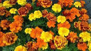 Marigold Mix Seeds (more than 50 seeds) READ DESCRIPTION