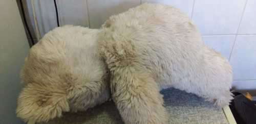A Quality 60cm Teddy Bear