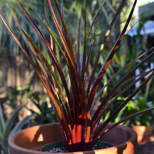 2 Year Old Bromeliad (Neophytum `Burgundy Hill`)