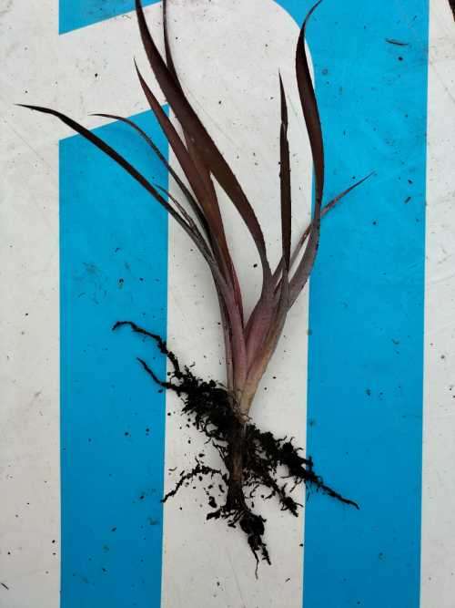 2 Year Old Bromeliad (Neophytum `Burgundy Hill`)