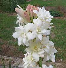 Growing Tuberrose Bulbs (Polianthes)