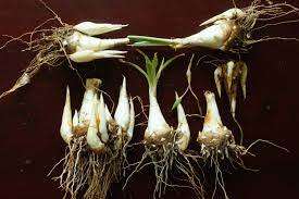 Growing Tuberrose Bulbs (Polianthes)