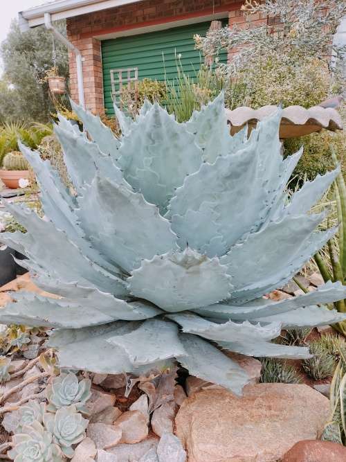 Rare Absolutely Massive 1m x 1m x 1m Agave colorata (Mescal Ceniza) Succulent (READ DESCRIPTION)