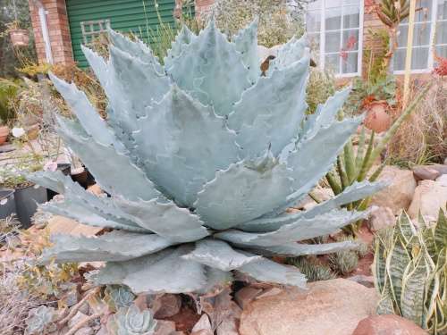 Rare Absolutely Massive 1m x 1m x 1m Agave colorata (Mescal Ceniza) Succulent (READ DESCRIPTION)