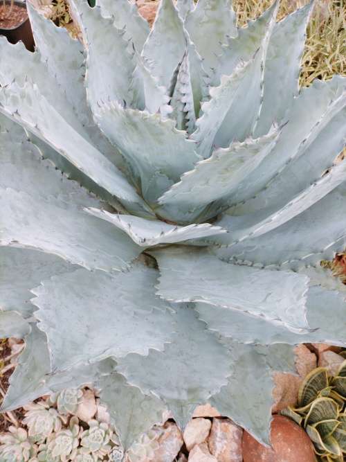 Rare Absolutely Massive 1m x 1m x 1m Agave colorata (Mescal Ceniza) Succulent (READ DESCRIPTION)