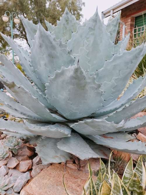 Rare Absolutely Massive 1m x 1m x 1m Agave colorata (Mescal Ceniza) Succulent (READ DESCRIPTION)