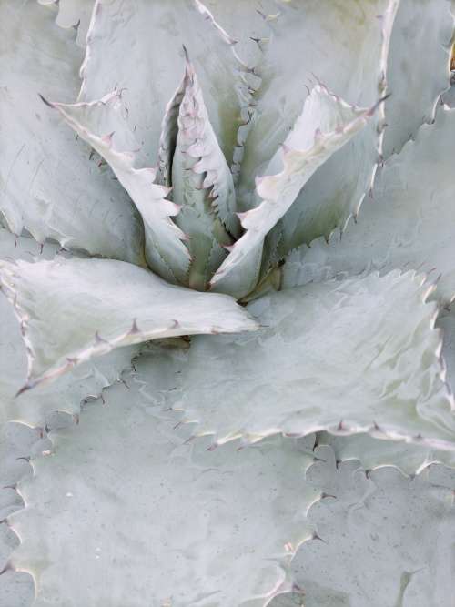 Rare Absolutely Massive 1m x 1m x 1m Agave colorata (Mescal Ceniza) Succulent (READ DESCRIPTION)