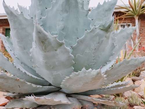 Rare Absolutely Massive 1m x 1m x 1m Agave colorata (Mescal Ceniza) Succulent (READ DESCRIPTION)