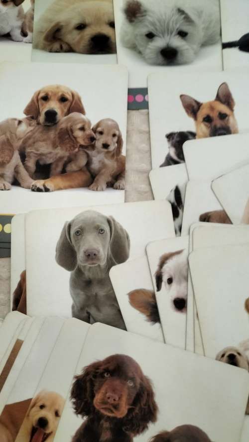 45 Inspirational Dog Themed Cards - Boxed