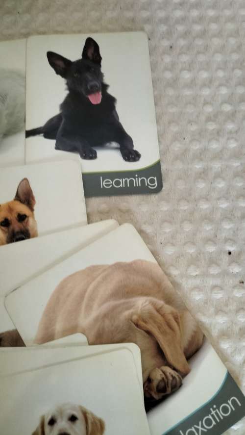 45 Inspirational Dog Themed Cards - Boxed