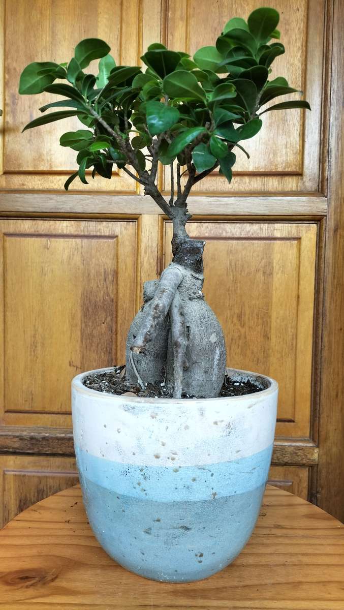 Magnificent Ficus Benjamini Bonsai - Miniaturized Tree