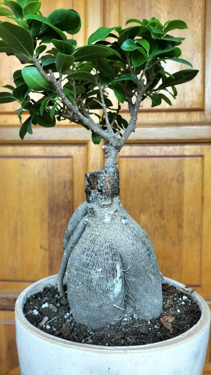 Magnificent Ficus Benjamini Bonsai - Miniaturized Tree