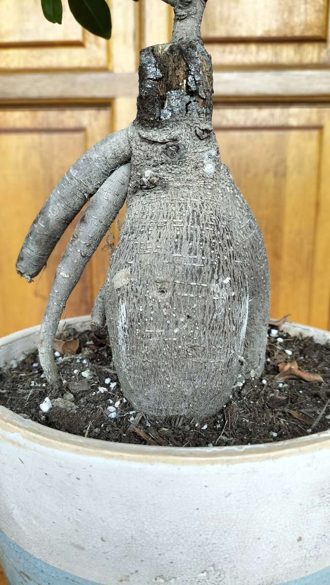 Magnificent Ficus Benjamini Bonsai - Miniaturized Tree