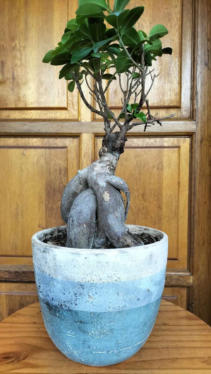 Magnificent Ficus Benjamini Bonsai - Miniaturized Tree