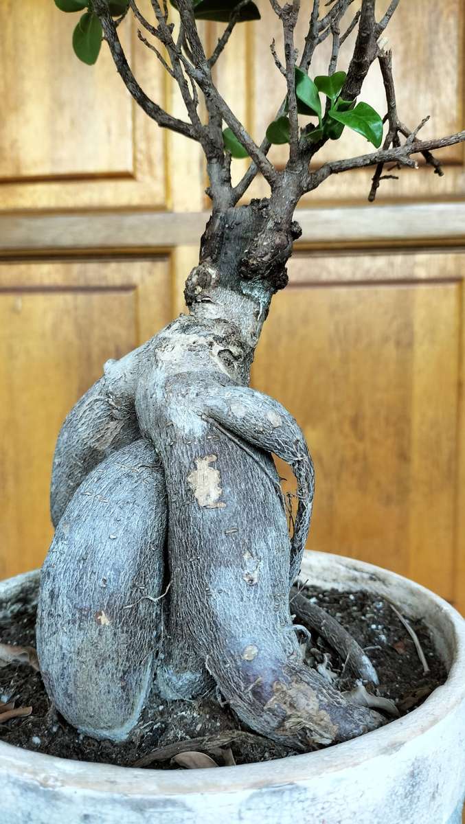 Magnificent Ficus Benjamini Bonsai - Miniaturized Tree