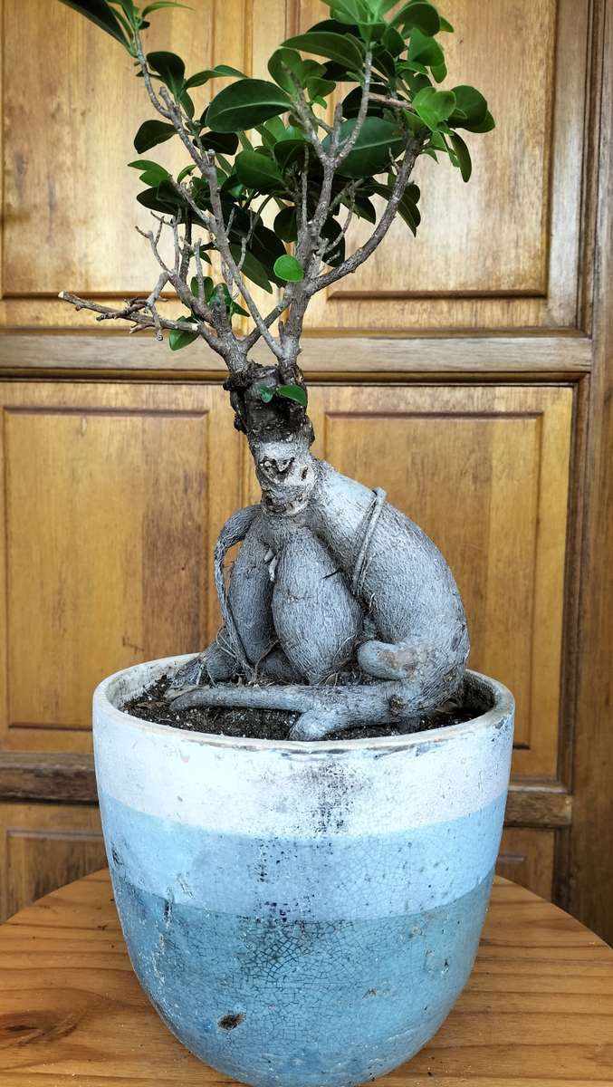 Magnificent Ficus Benjamini Bonsai - Miniaturized Tree