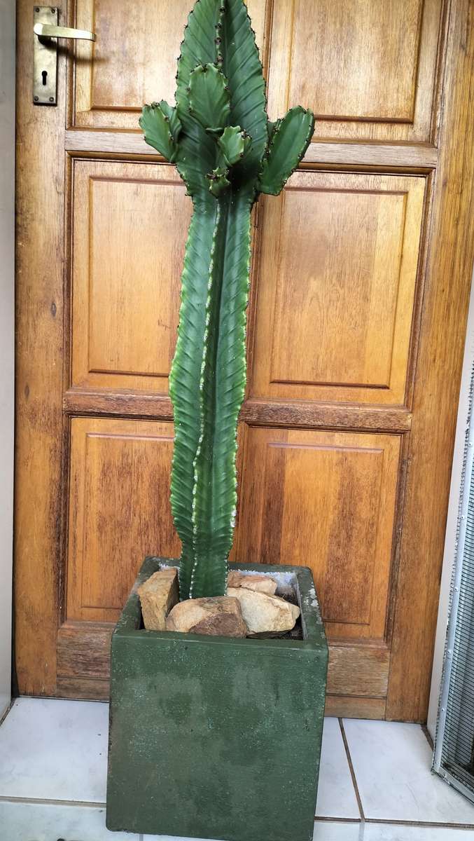 Magnificent Cereus Jamarcu Bonsai/Miniaturized Succulent 2010 - 1.2m