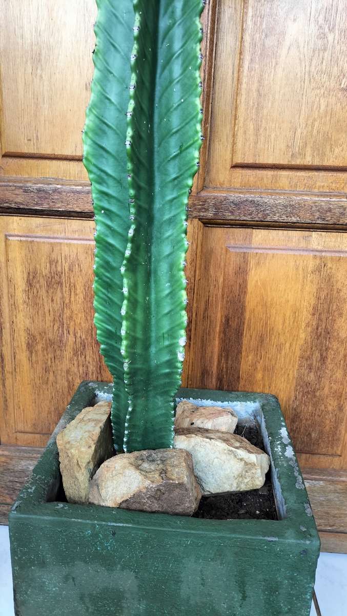 Magnificent Cereus Jamarcu Bonsai/Miniaturized Succulent 2010 - 1.2m