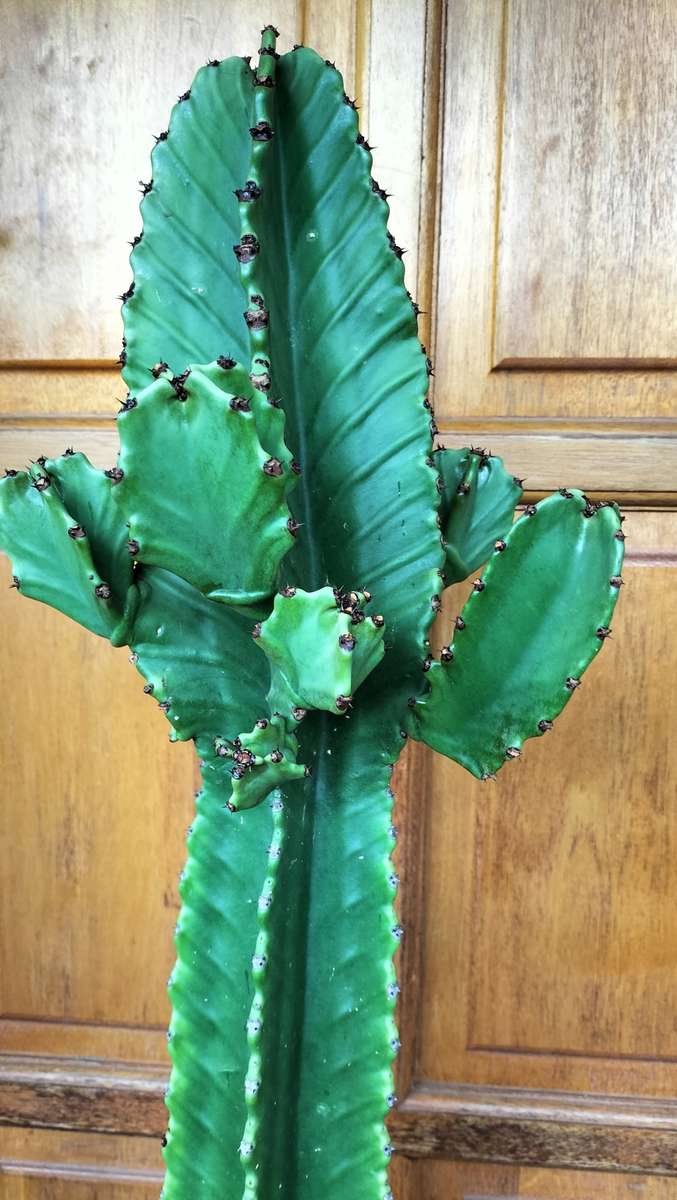 Magnificent Cereus Jamarcu Bonsai/Miniaturized Succulent 2010 - 1.2m