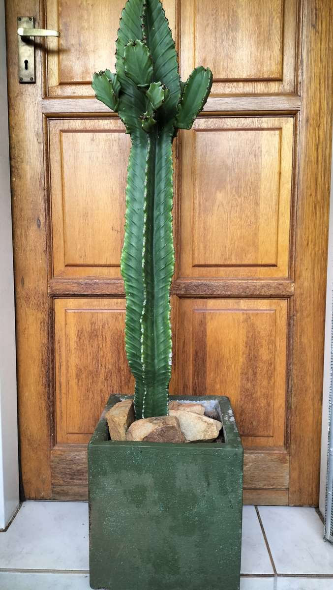 Magnificent Cereus Jamarcu Bonsai/Miniaturized Succulent 2010 - 1.2m