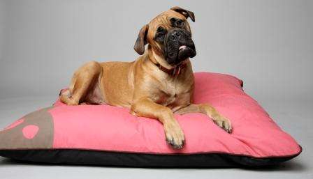 FUTONS FOR DOGS AND CATS - HUGE