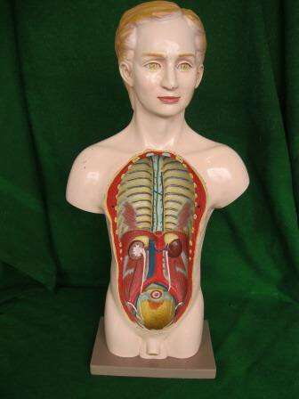 1950's Anatomical Male Torso Medical Teaching Aid ( 48 cm high)