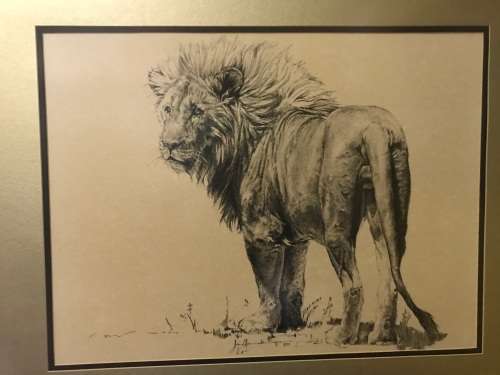 Ink Drawing by Koos van Ellinckhuizen ( 105 x 88 cm )