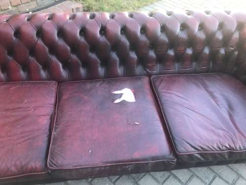 Vintage Chesterfield Leathercouch from England ( 240 cm )