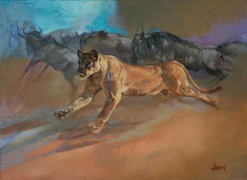 Lioness hunting blue wildebeest