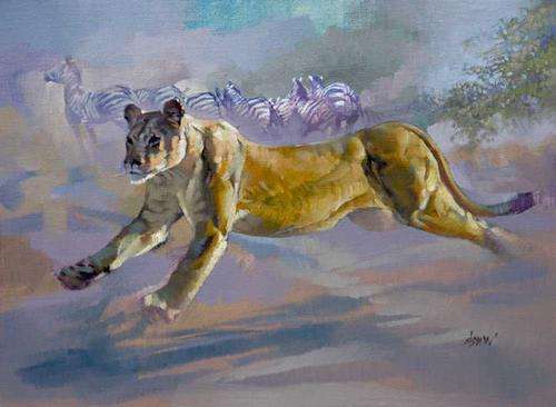 Lioness hunting zebra