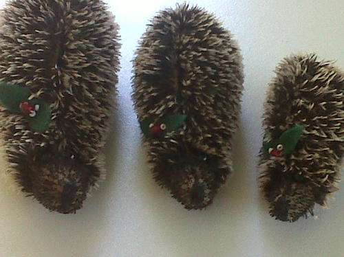 HEDGEHOG FAMILY OF THREE