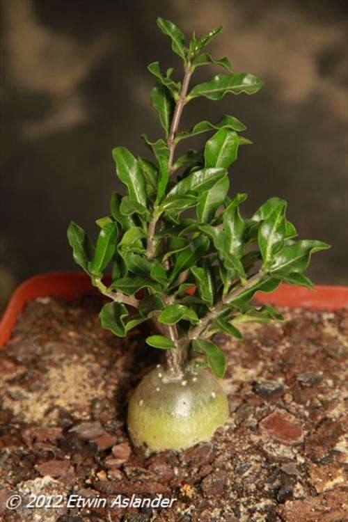 Fockea edulis (plants)