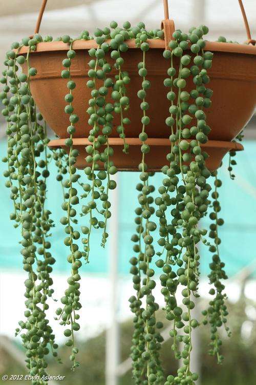 String of Beads - Senecio rowleyanus (rooted cuttings)