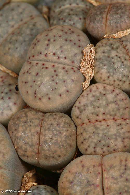 Lithops verruculosa var. glabra (live plants)