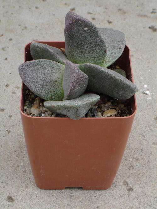 Pleiospilos simulans (live plants)