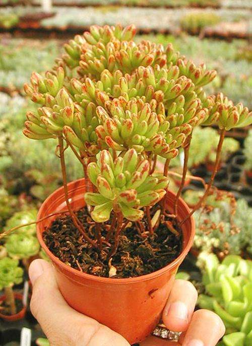 Aeonium sedifolium (live plants)