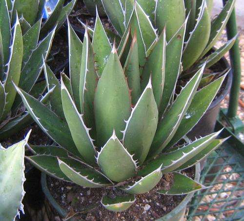 Agave ghiesbreghtii (live plants)