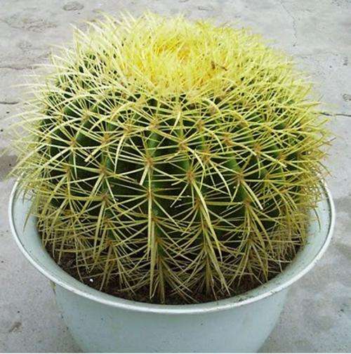 Golden Barrel Cactus (Echinocactus grusonii) packet of 20 seeds