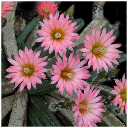 Echinocereus gentryi - packet of 20 seeds