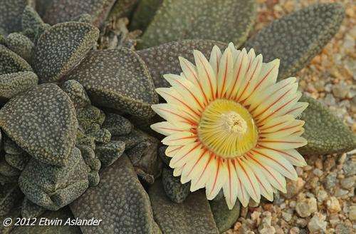 Aloinopsis rubrolineata (packet of 20 seeds)