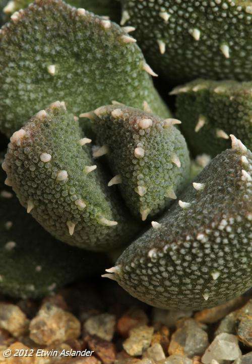 Alpoinopsis setifera (live plants)