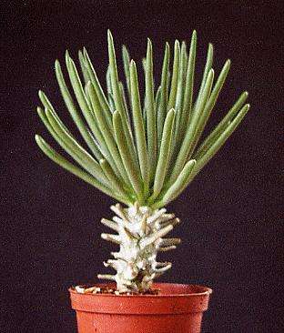 Tylecodon walichii (live plants)