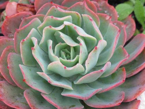 Echeveria Toffee Apple (live plants)