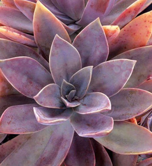 Graptoveria Fred Ives (live plants)