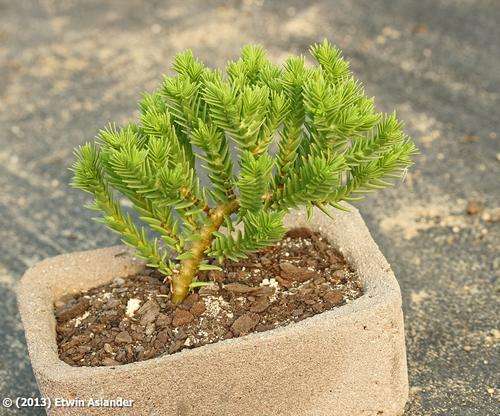 Crassula ericioides (plants)