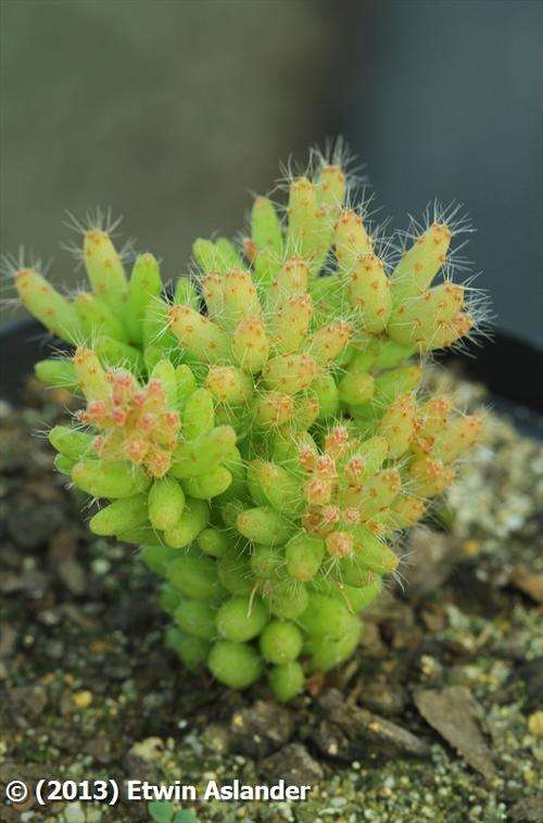 Rhipsalis mesembryanthemoides