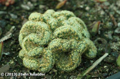 Mammillaria elongata cristate form  (plants)