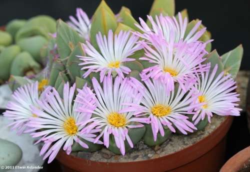 Conophytum herreanthus ssp. rex - 100 seeds