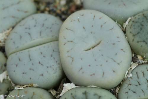 Lithops pseudotruncatella ssp. archerae -30 seeds